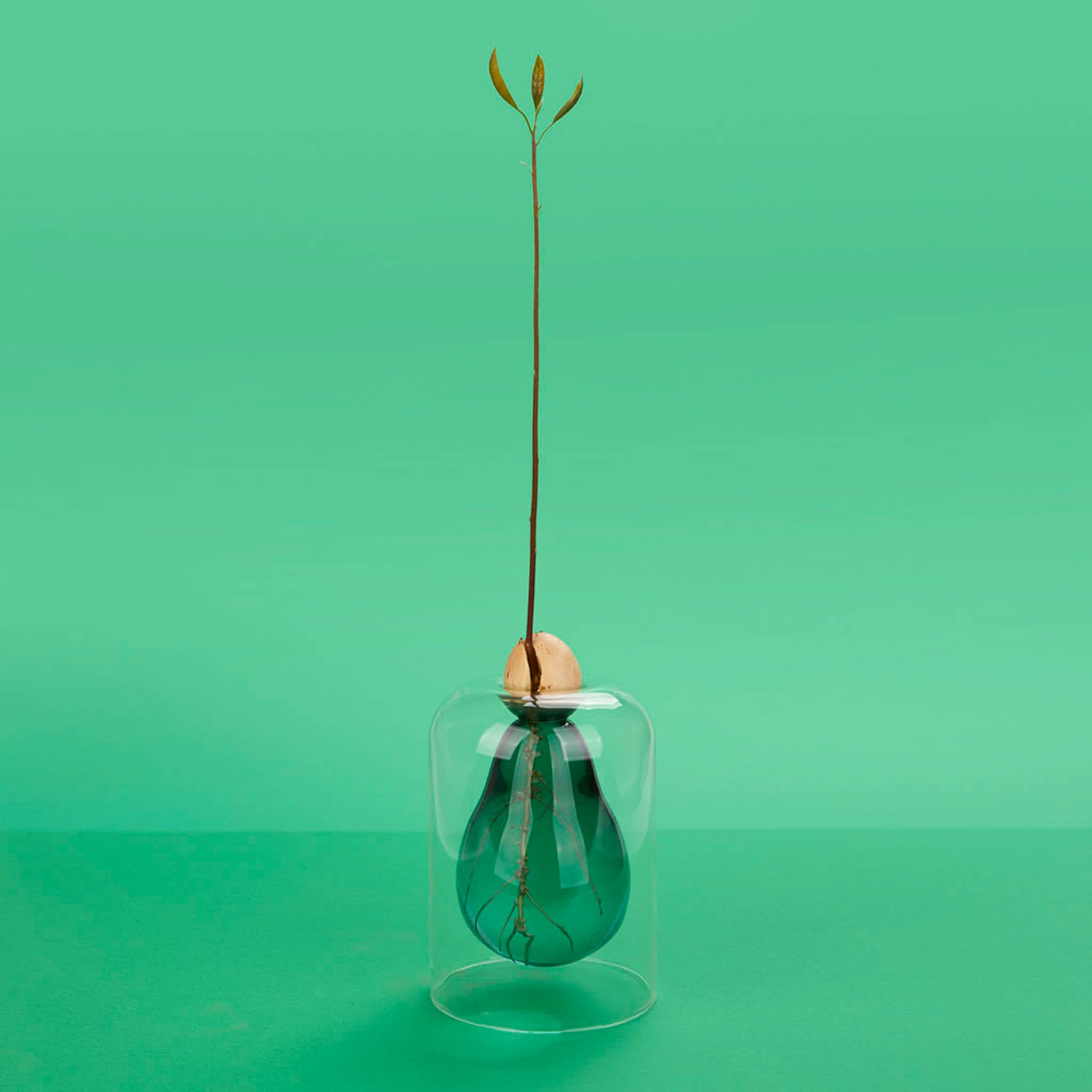 Avocado Seed Glass Vase - Image 2