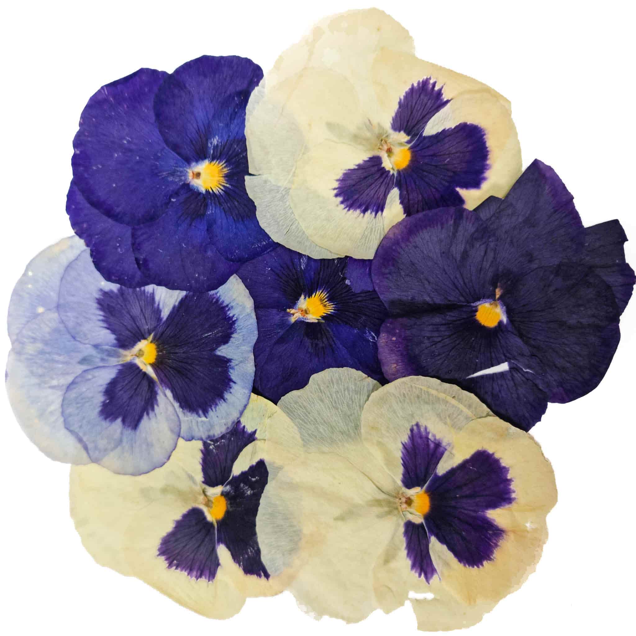 Edible Dried & Pressed Giant Pansies, 8 pieces - Image 4